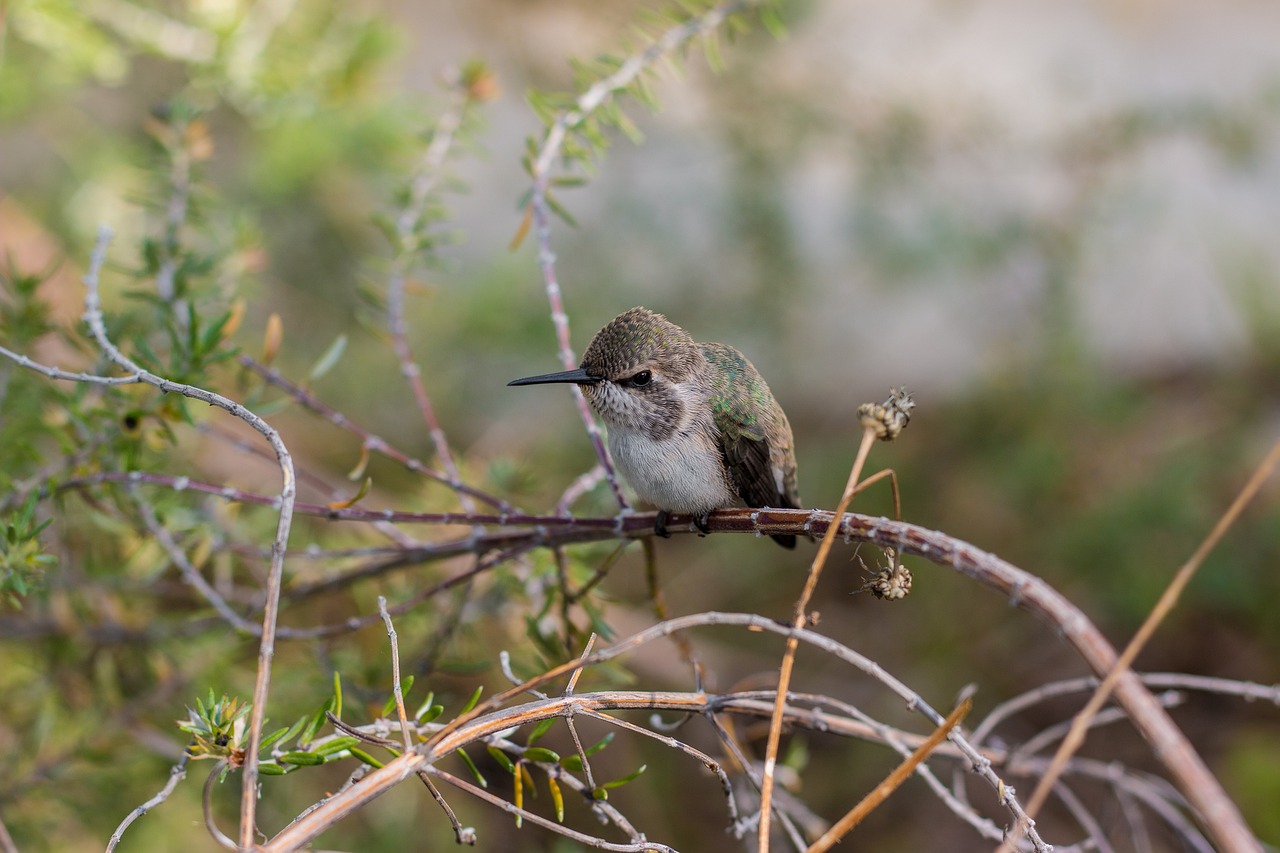 do Hummingbirds mate for life
