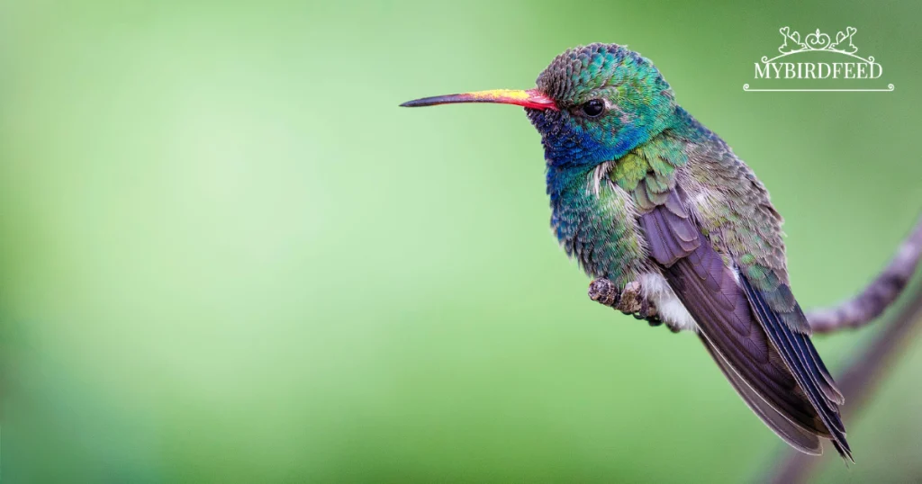 do hummingbirds eat butterflies