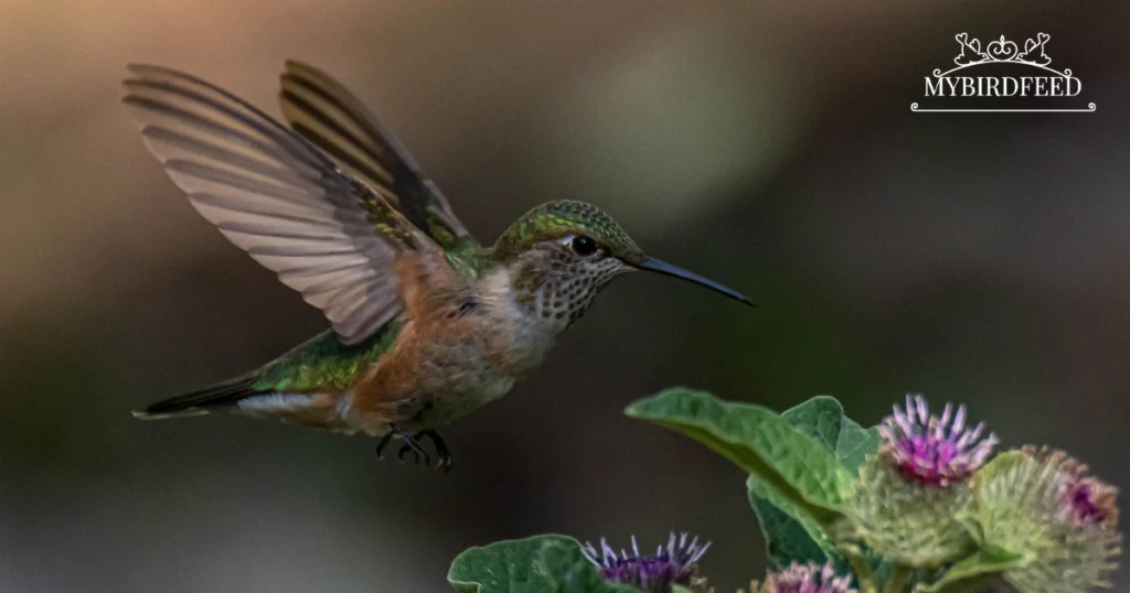 do hummingbirds eat butterflies