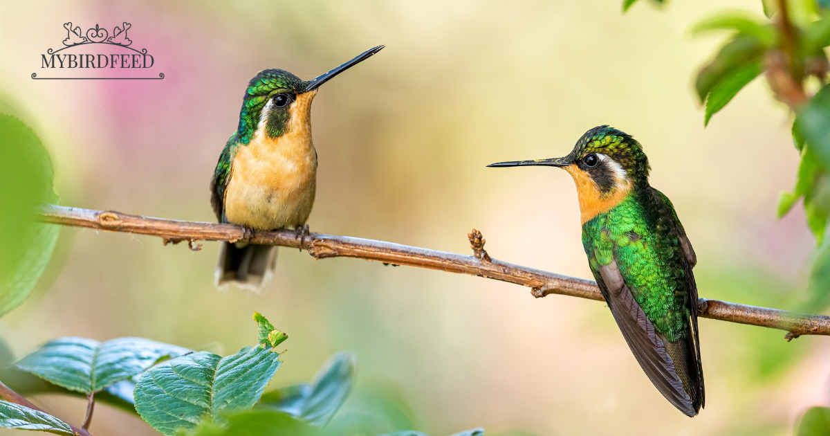 Where Do Hummingbirds Go When It Rains