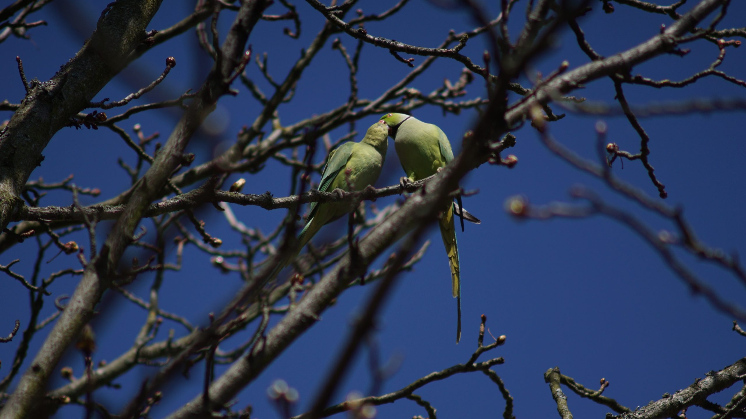 bird mating season