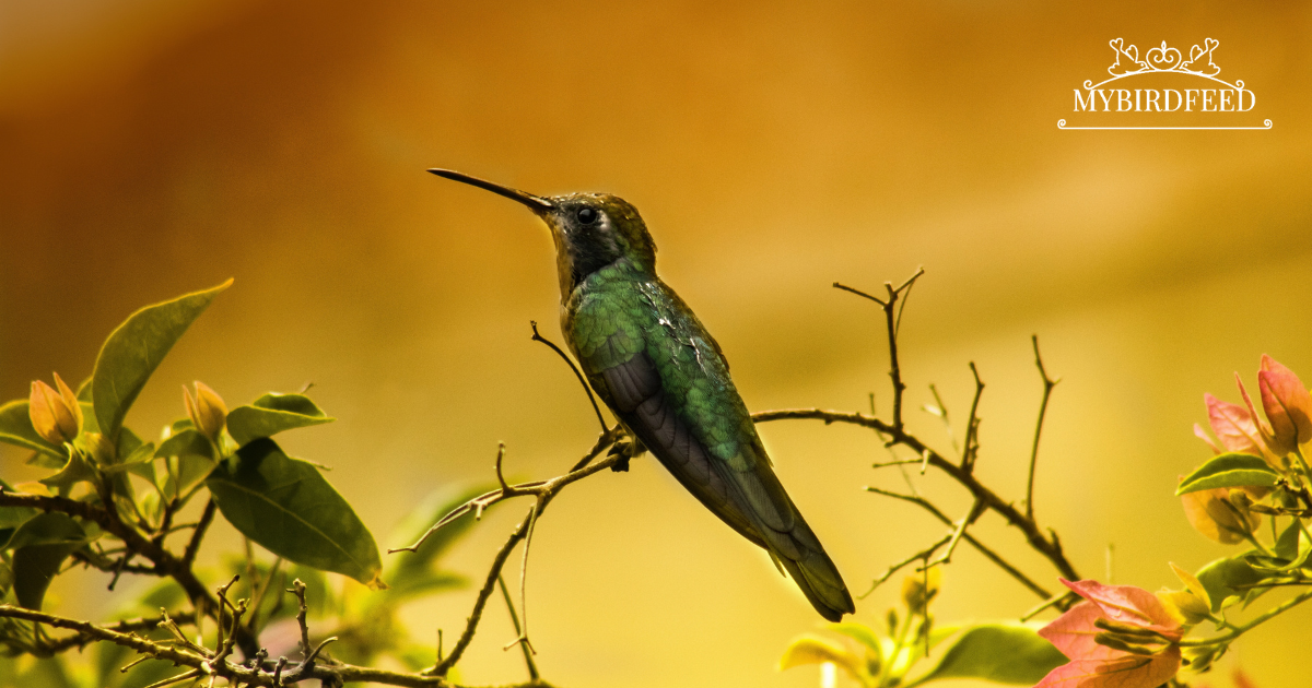 How Long Is a Hummingbird's Tongue