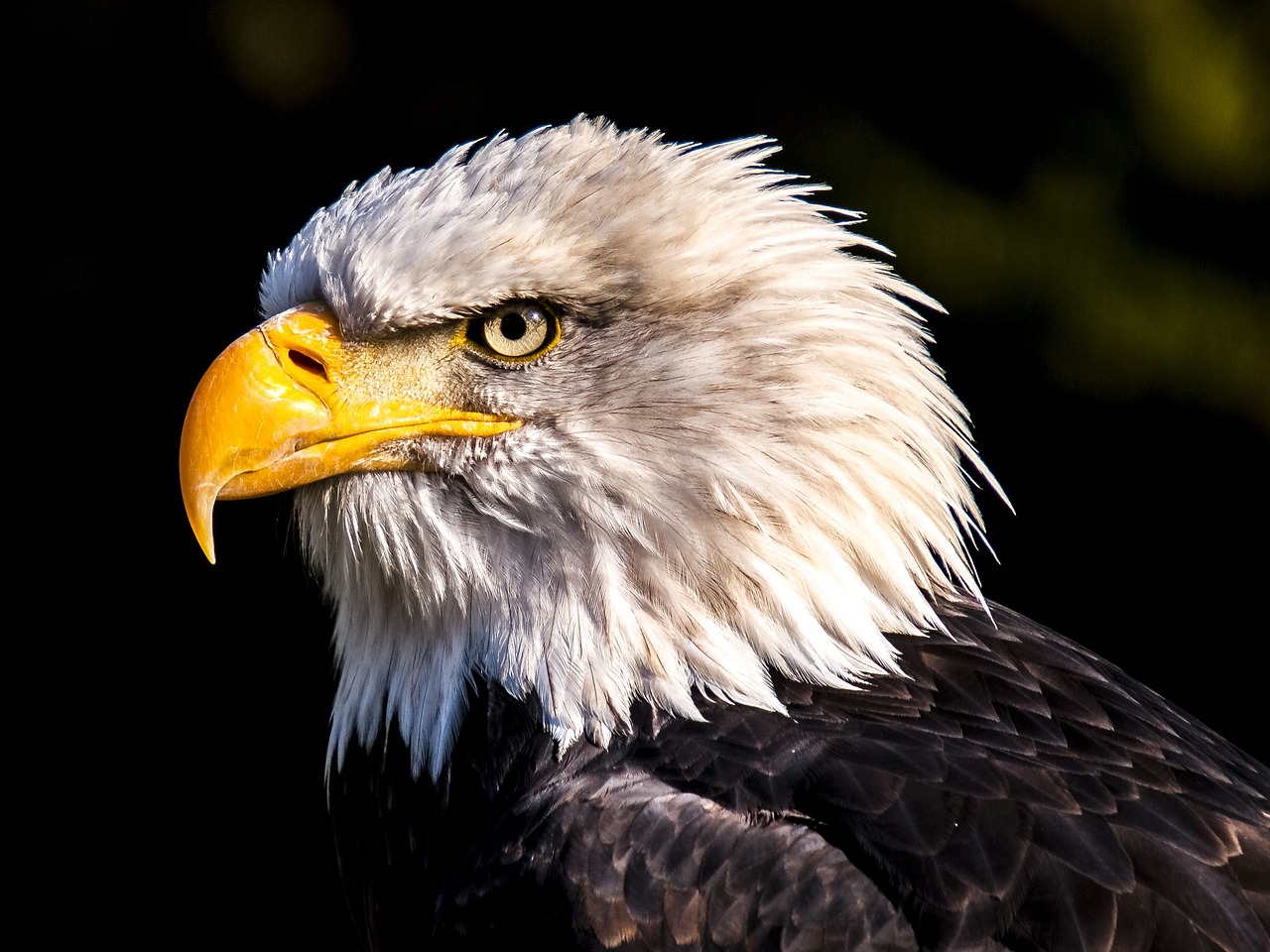 Do Female Bald Eagles Have White Heads