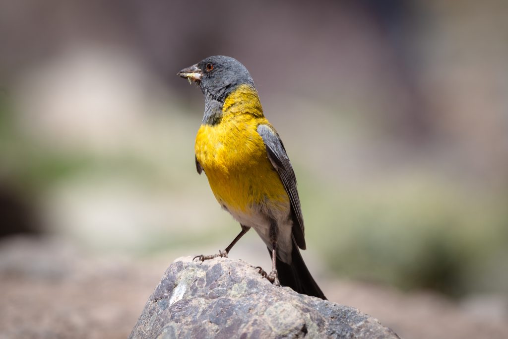 do orioles eat mealworms