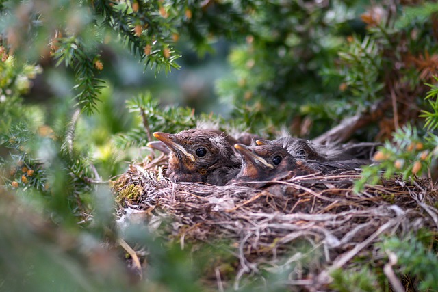 how to attract mockingbirds