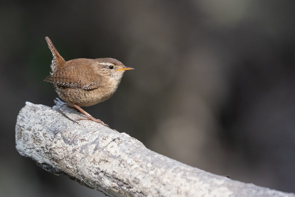 How to Attract Wrens