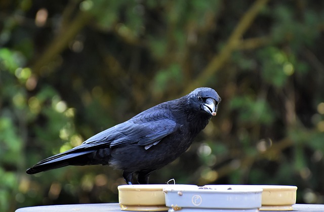 Are Crows or Ravens Smarter
