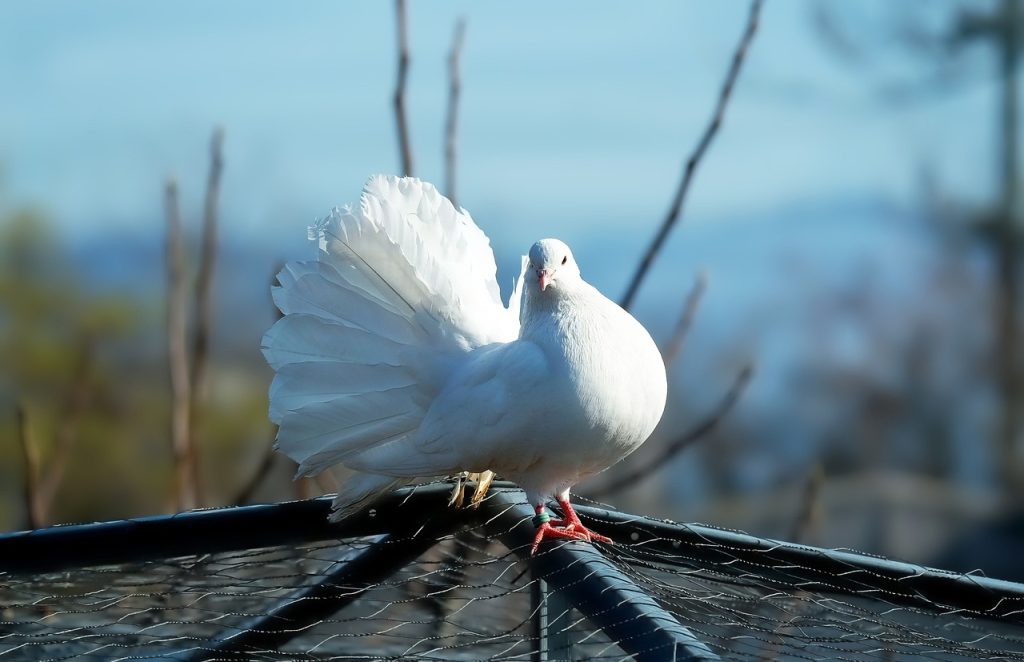 Is It Rare to See a White Dove