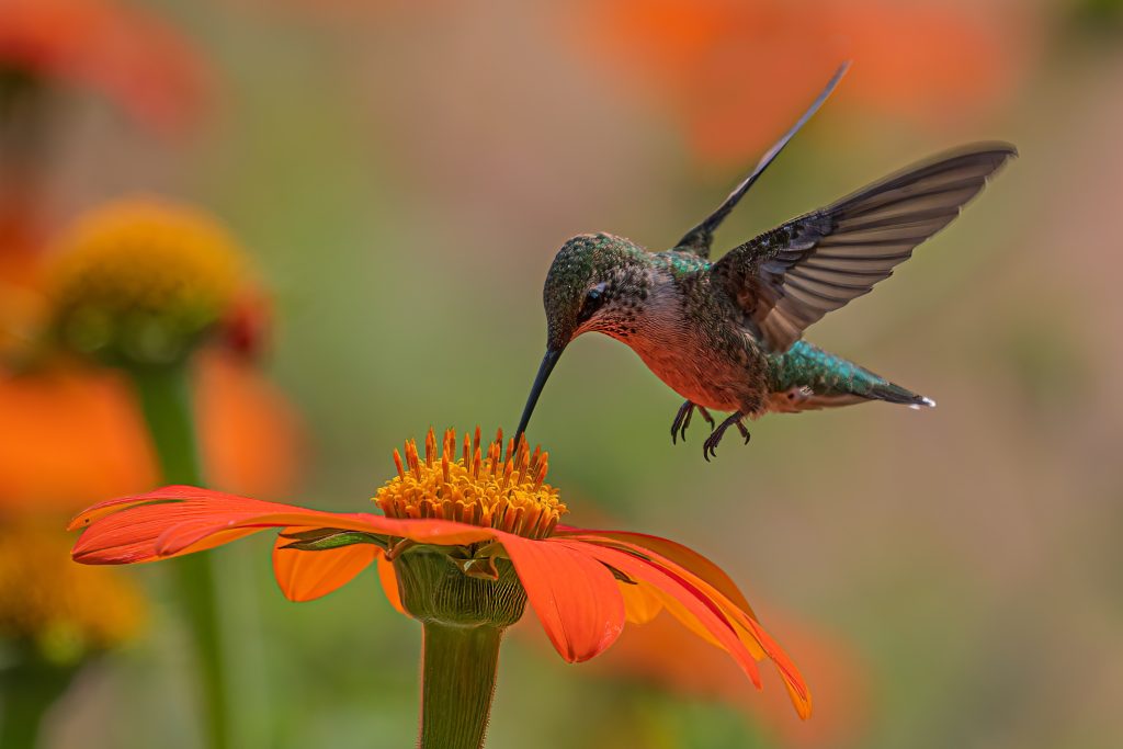 Two hummingbirds and a flower