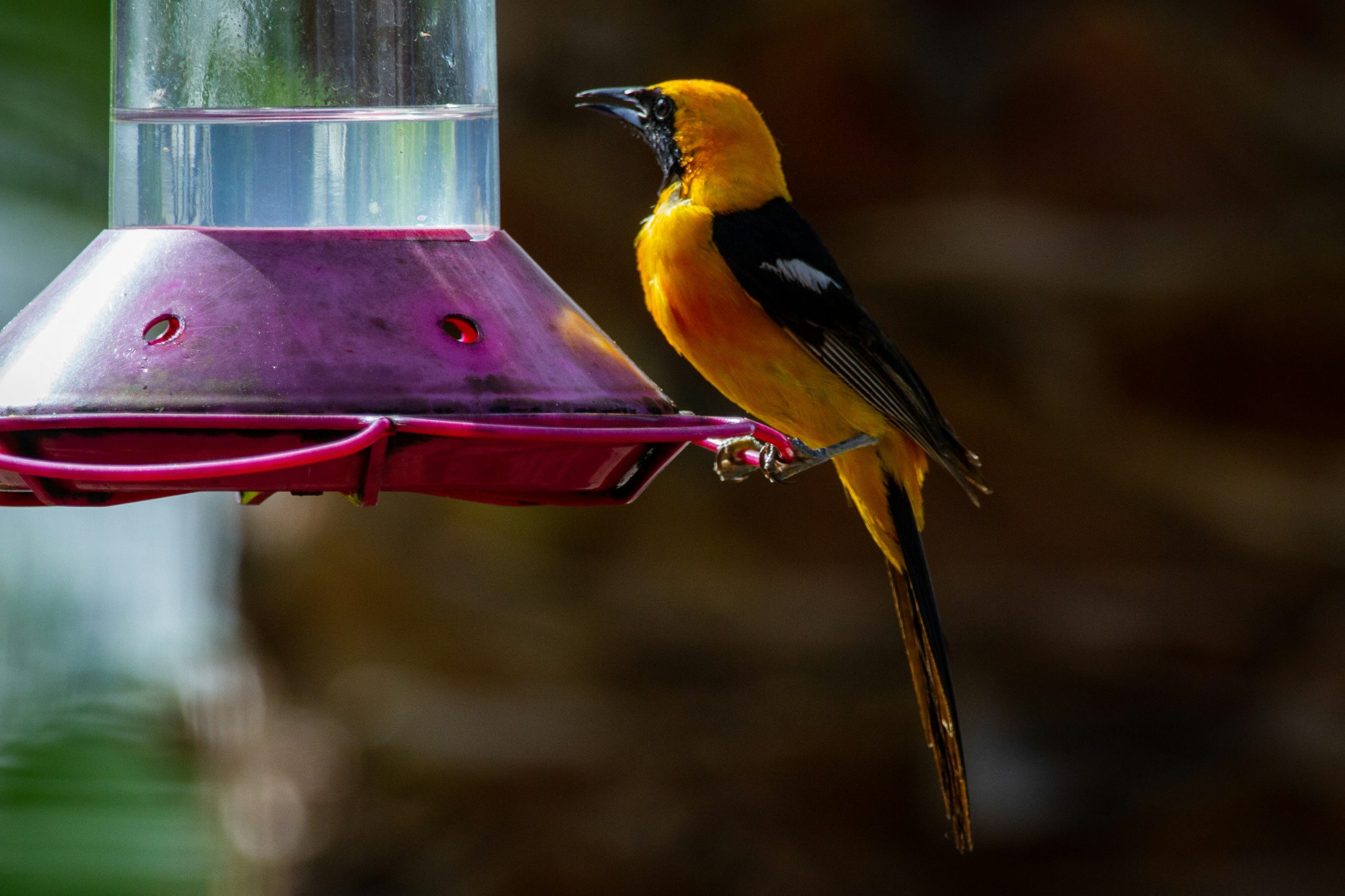 Where to Hang Your Oriole Feeder