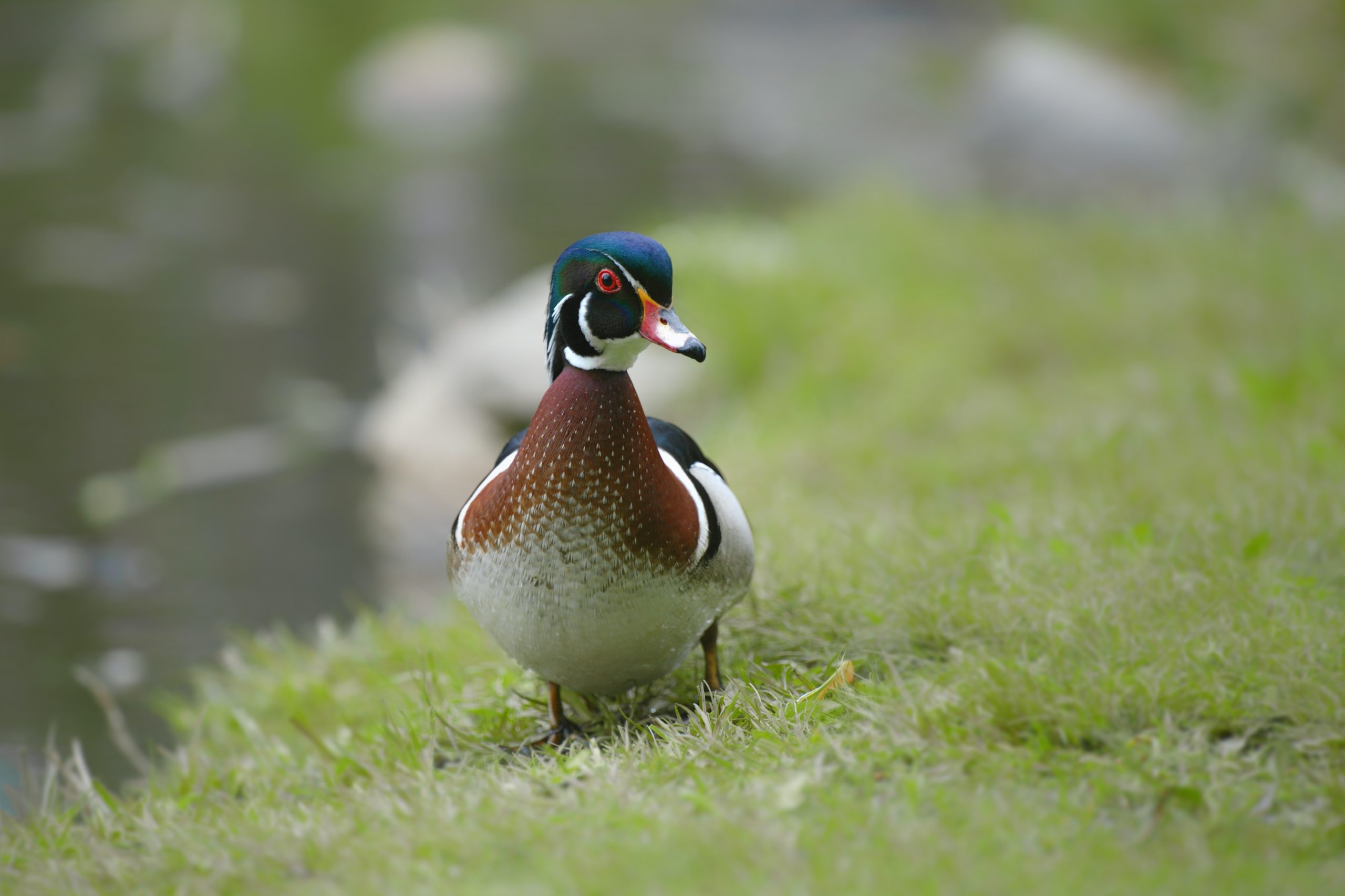 How to Attract Wood Ducks to Your Pond