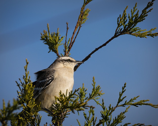 how to attract mockingbirds