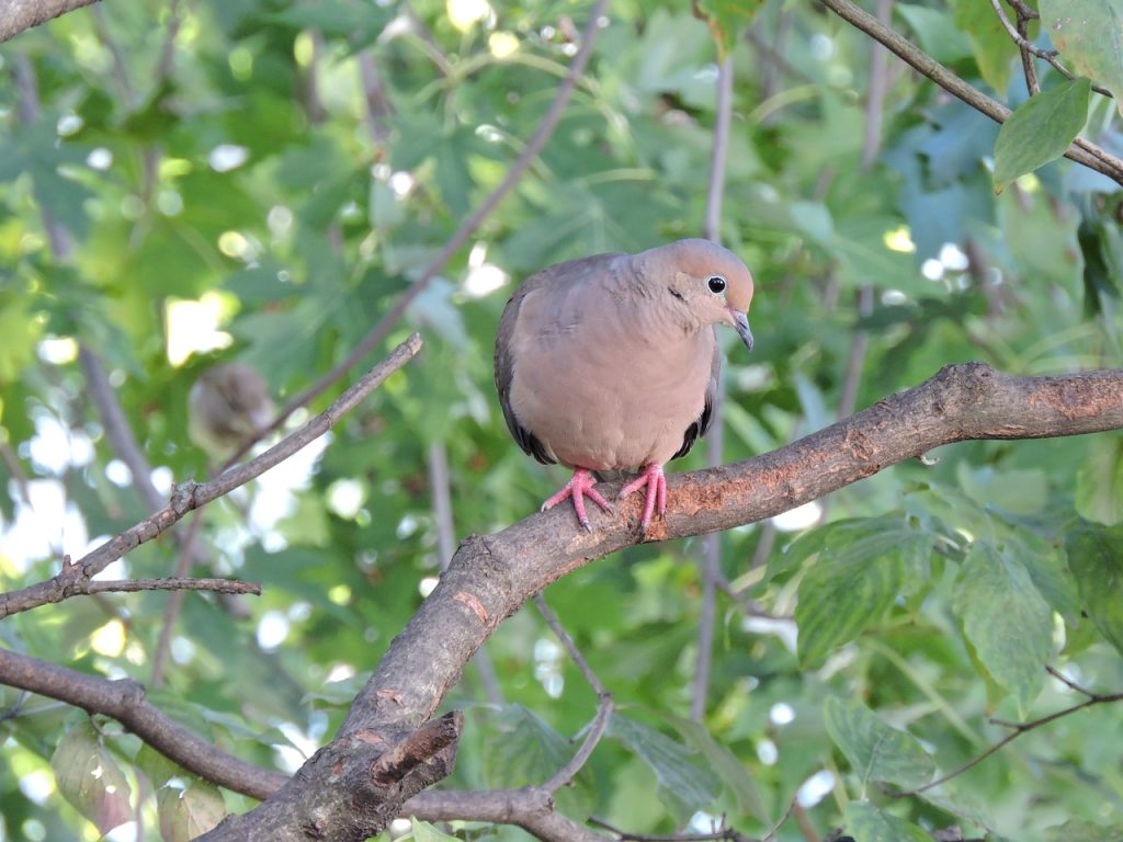 Are Mourning Doves Smart