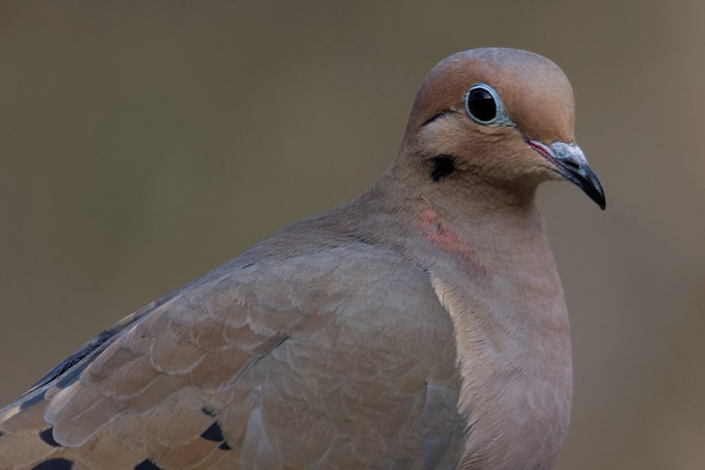 Are Mourning Doves Smart