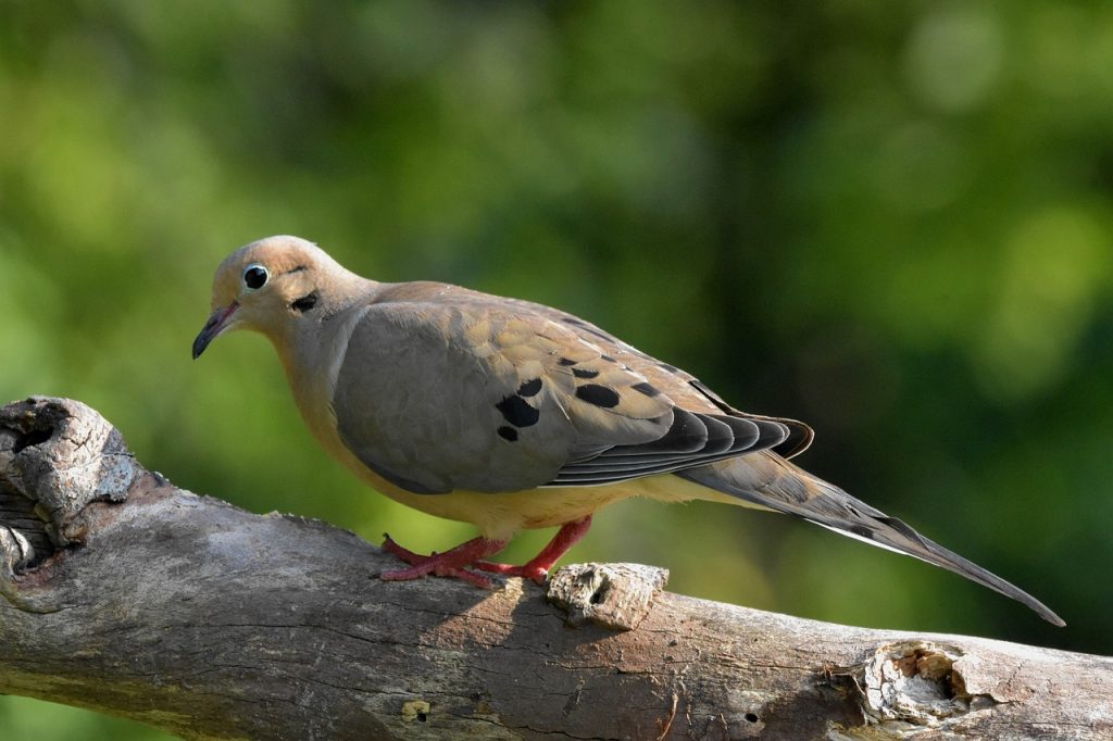 Are Mourning Doves Smart