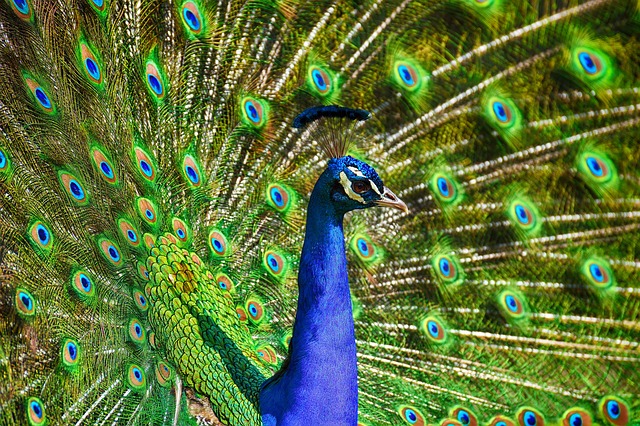 what does peacock sound like