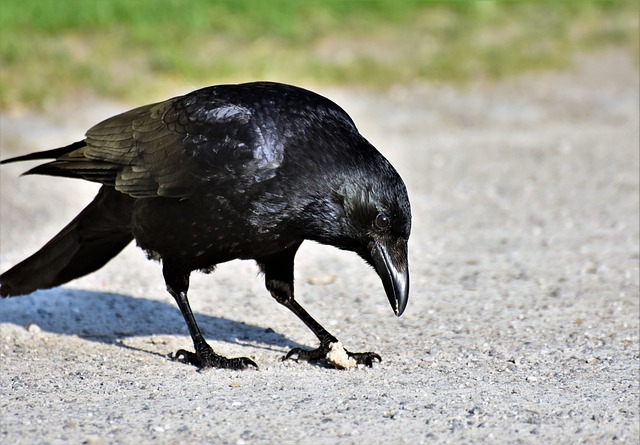 Are Crows or Ravens Smarter