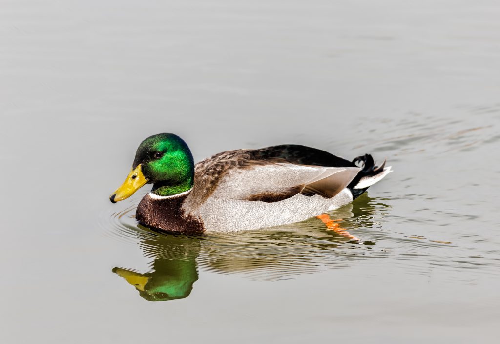 How to Attract Wood Ducks to Your Pond