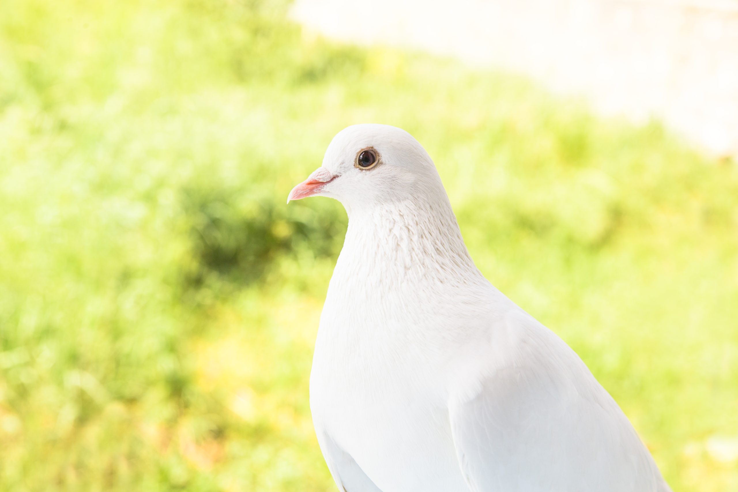 Is It Rare to See a White Dove