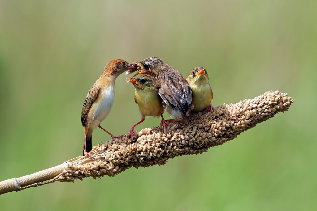 Can Birds Eat Moldy Bread