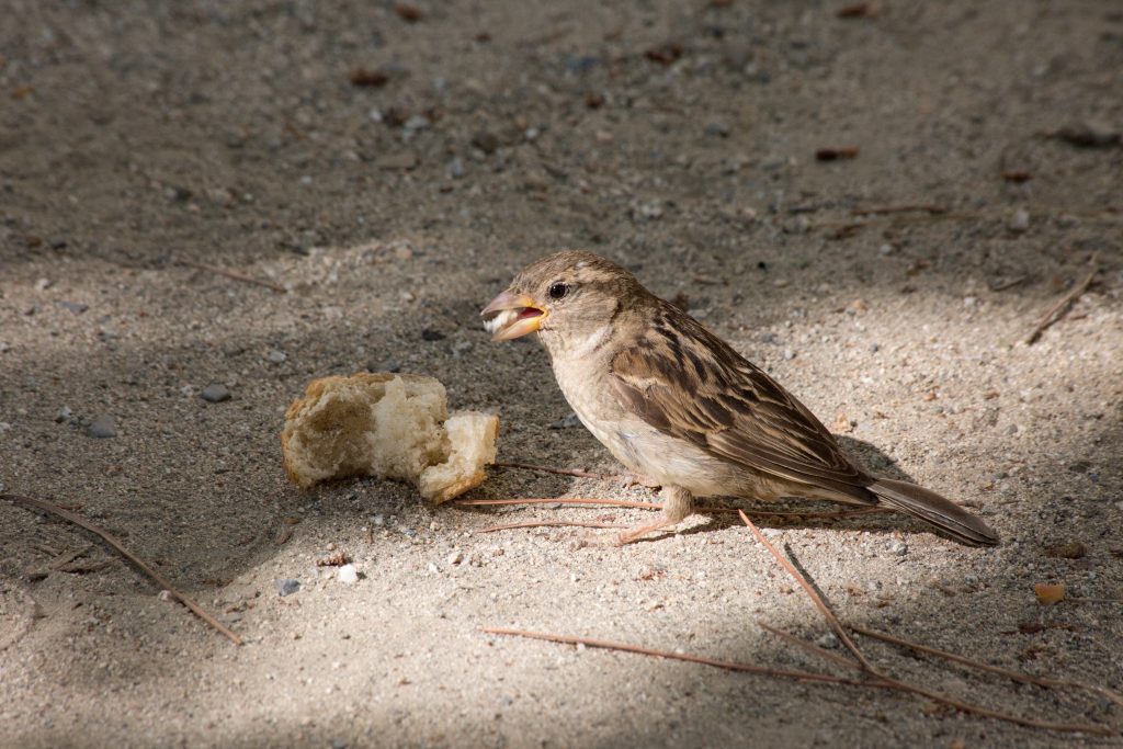 What Food Kills Birds Instantly