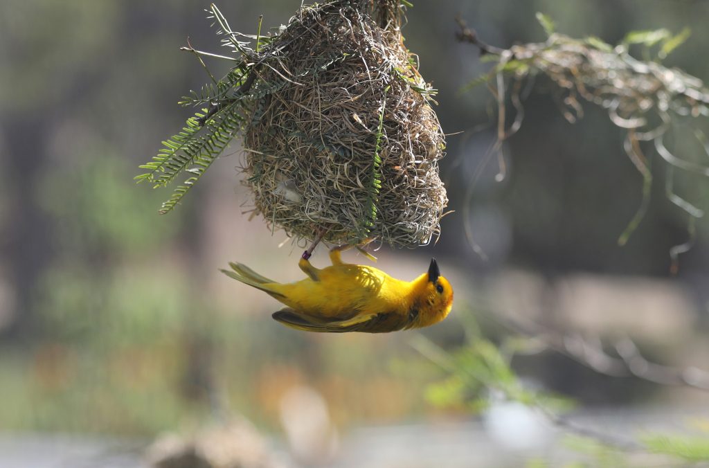 Yellow Beak Bird