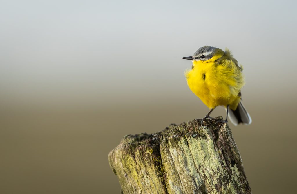 Yellow Beak Bird