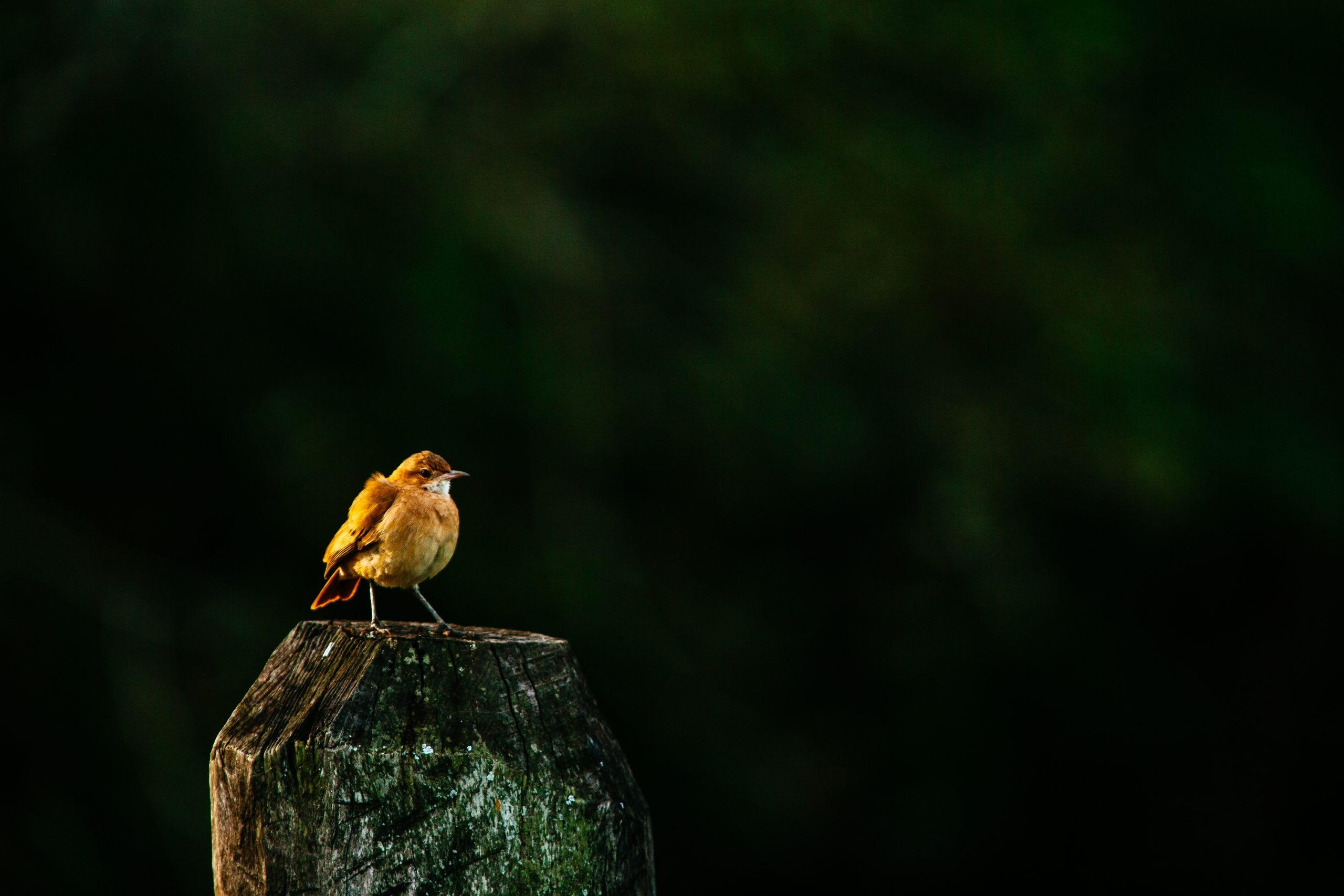 small black bird with yellow beak