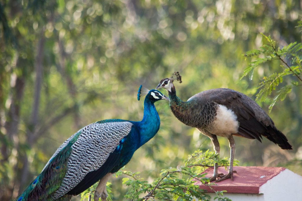 THREE SPECIES OF PEAFOWL