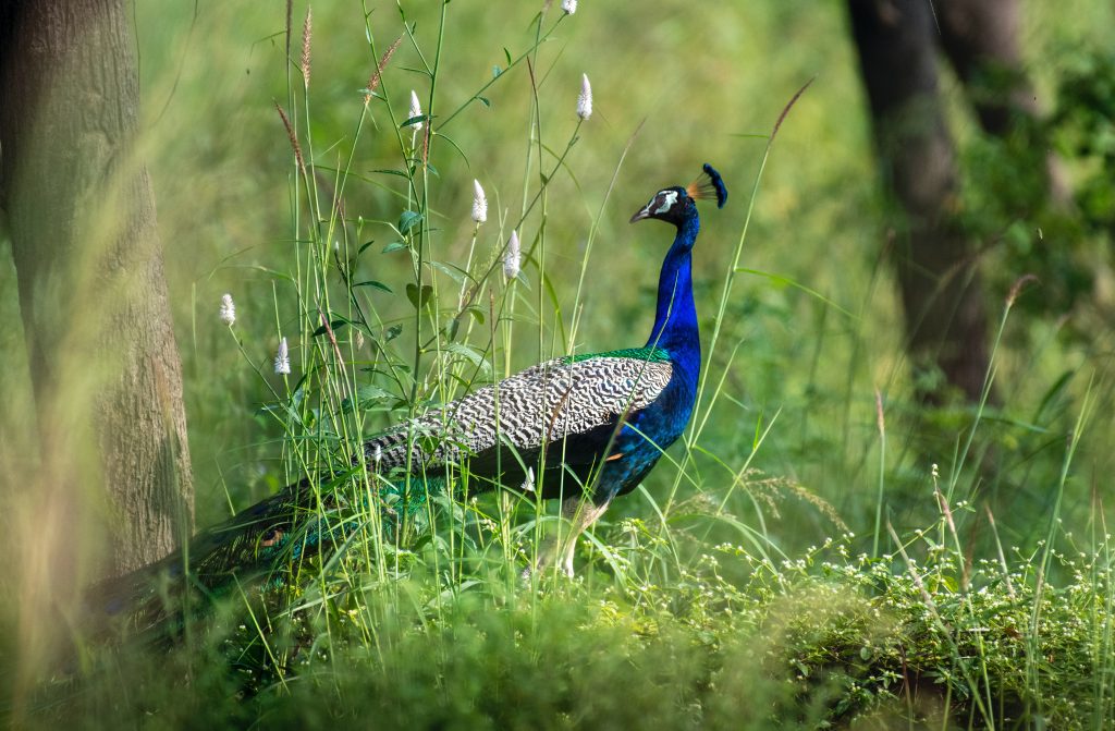 Introduced Peafowl in the United States