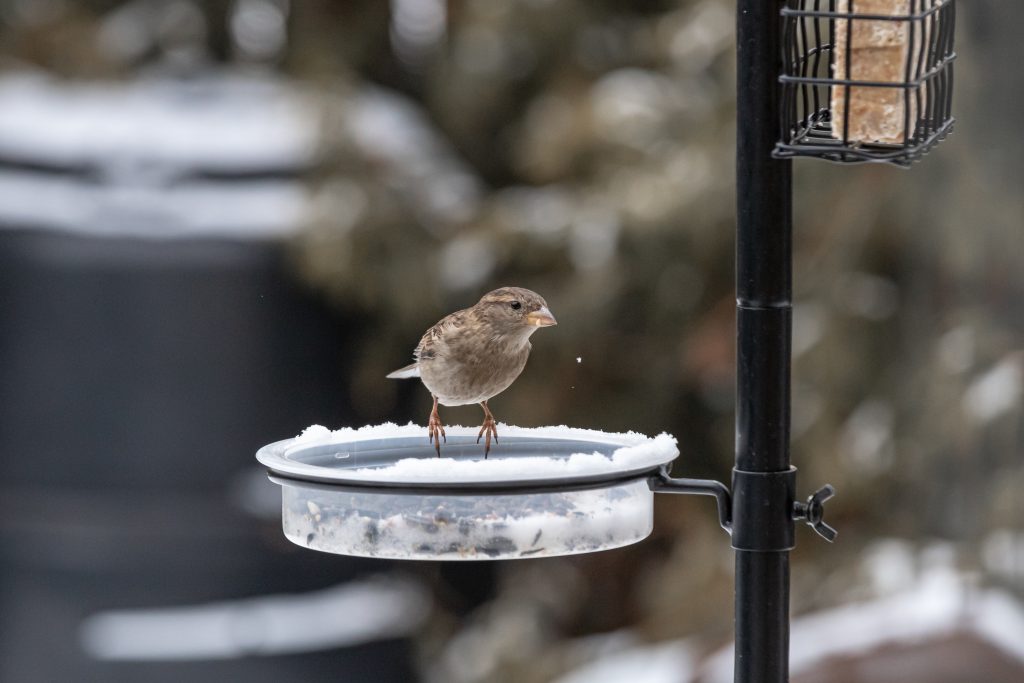 Weatherproof Bird Feeders