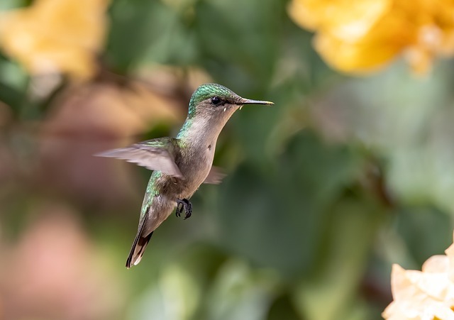 Do Hummingbirds Go Into Torpor?