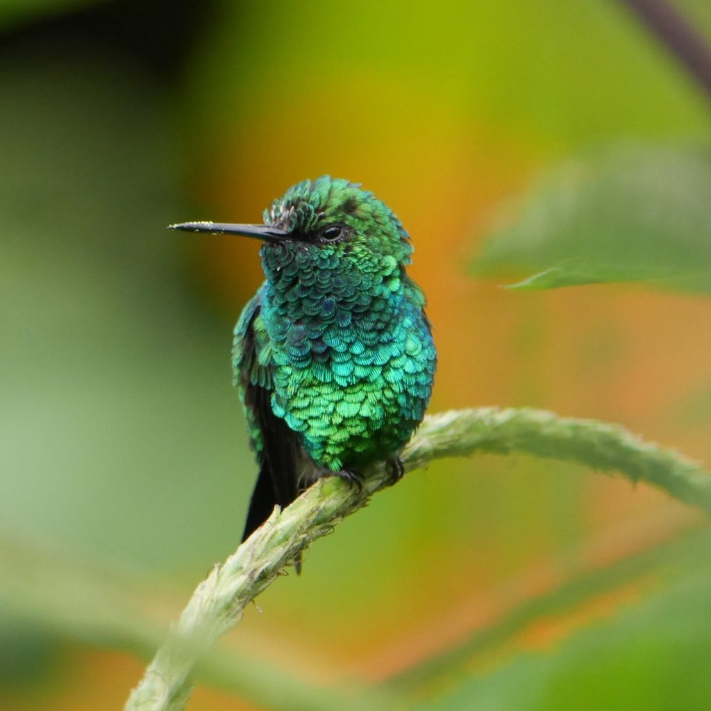 Who Makes the Hummingbird Nest?