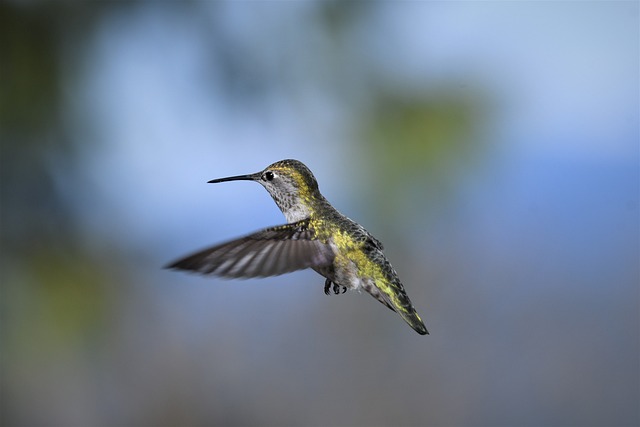 Do Hummingbirds Go Into Torpor?