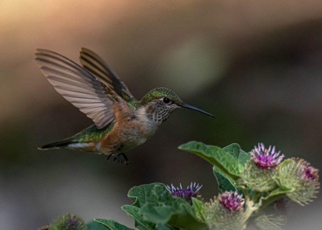 What Happens to Hummingbirds During the Winter?