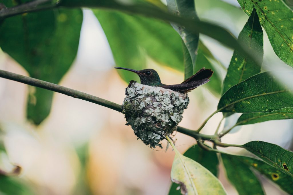 Who Makes the Hummingbird Nest?