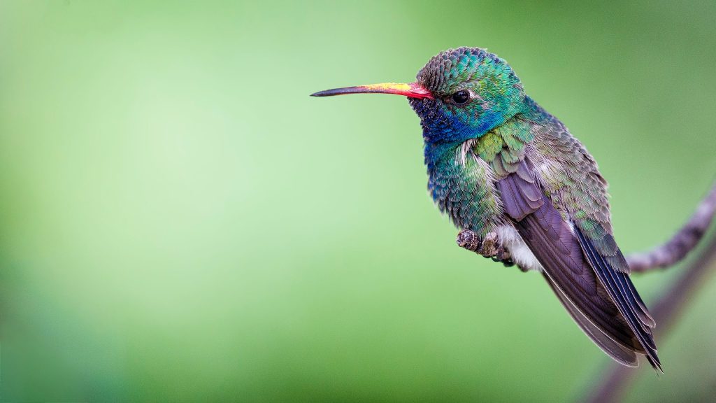 What Happens to Hummingbirds During the Winter?