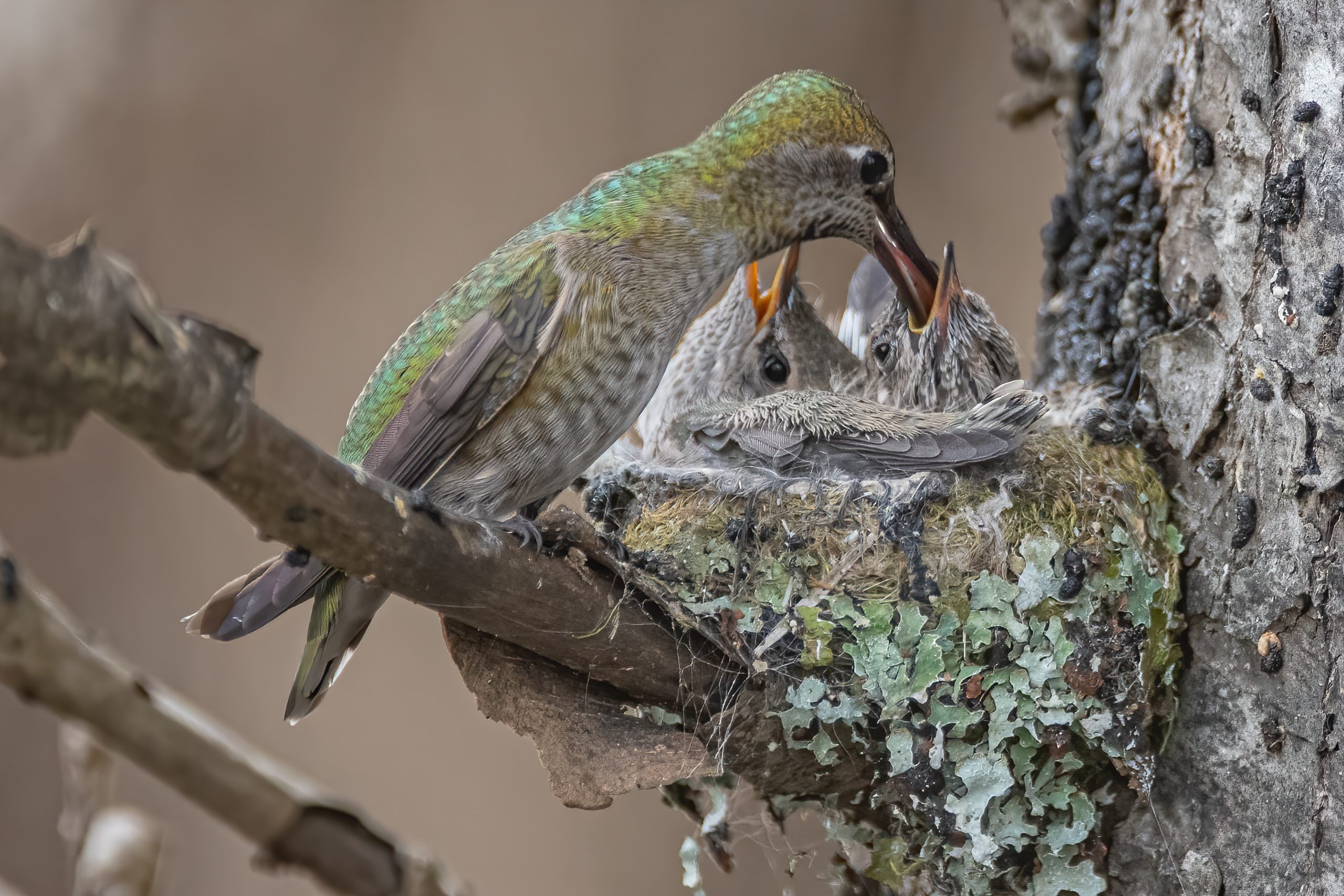 Who Makes the Hummingbird Nest?