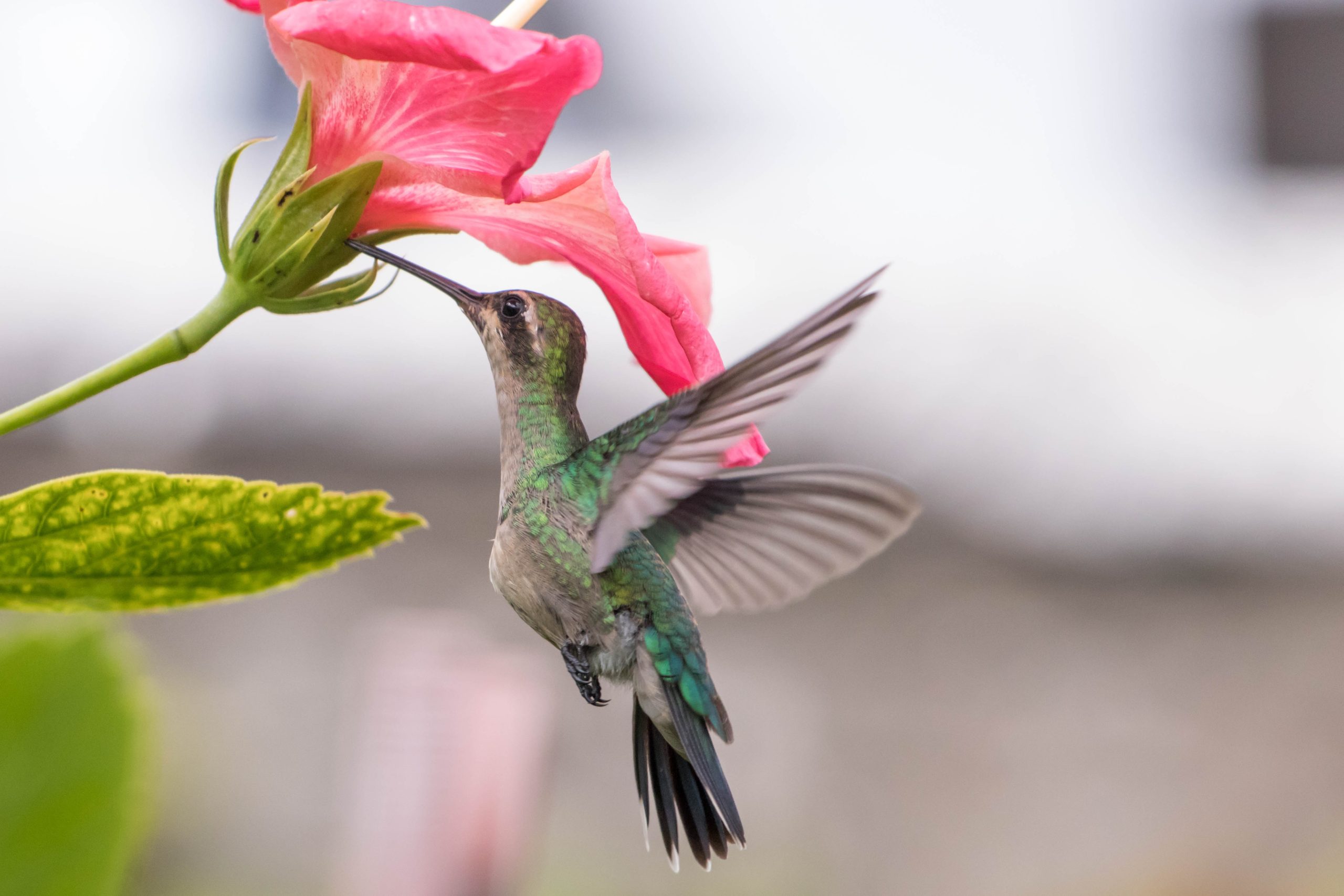 when can you see hummingbirds in florida