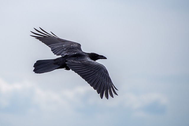 Why Do Crows Seem to Follow People