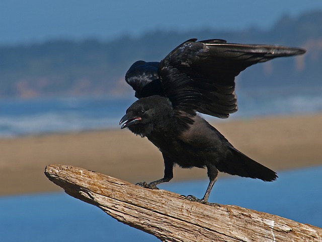 Why Do Crows Seem to Follow People