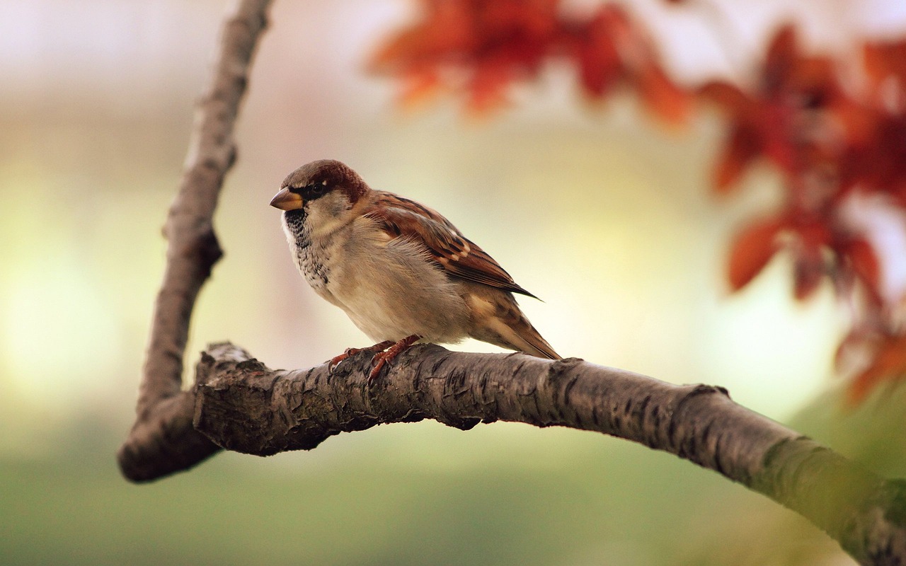 lifespan of sparrows