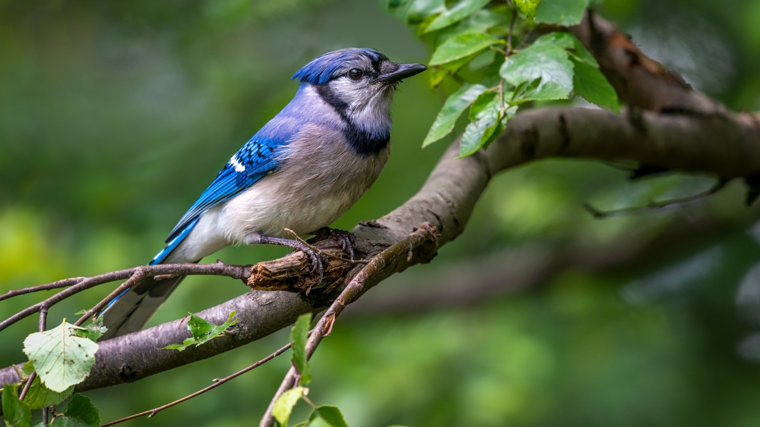 how long does a blue jay live