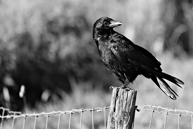 Why Do Crows Seem to Follow People