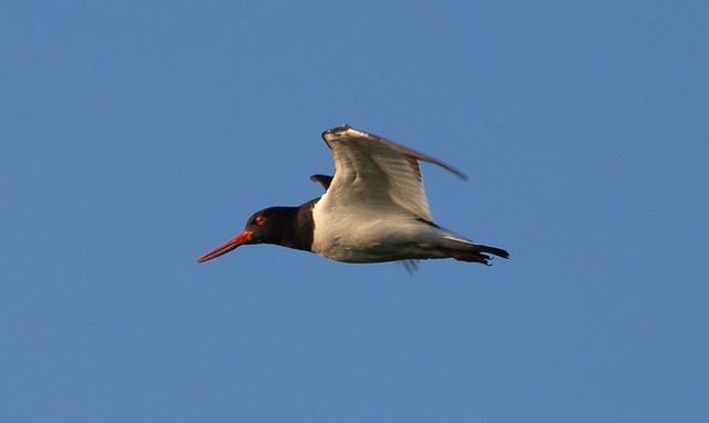 Black Bird with an Orange Beak