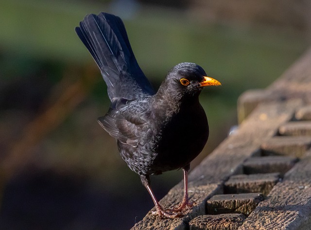 Black Bird with an Orange Beak
