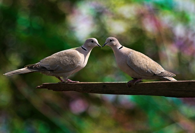 Do Birds Kiss