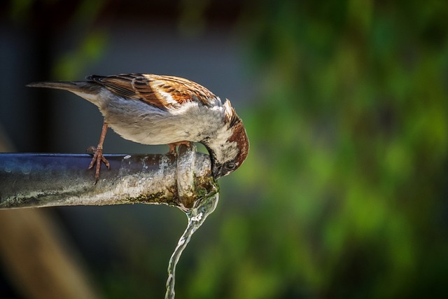 lifespan of sparrows