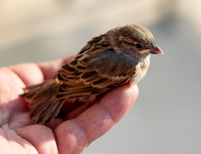 lifespan of sparrows