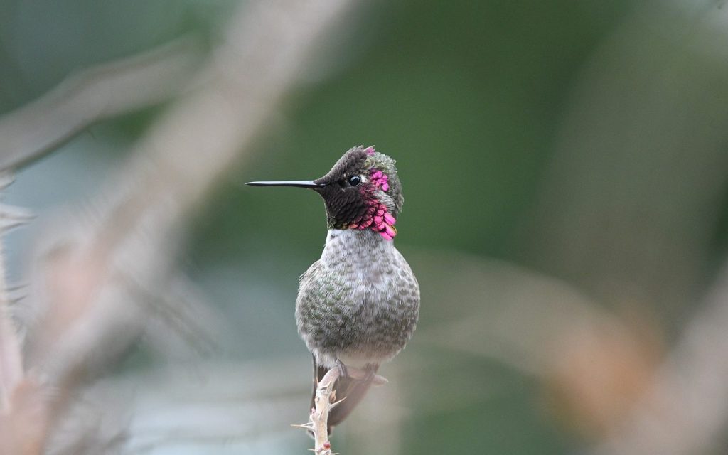 Who Makes the Hummingbird Nest?